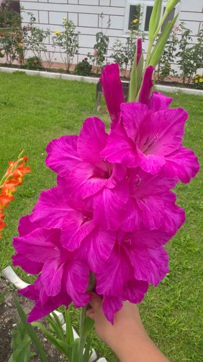 WP_20160807_15_20_25_Pro - Gladiole 2016