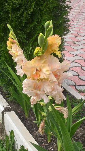 WP_20160807_15_18_53_Pro - Gladiole 2016