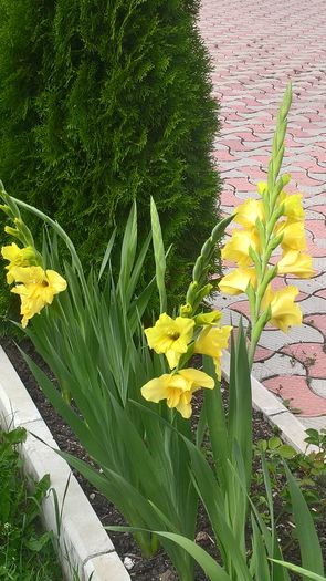 WP_20160807_15_18_40_Pro - Gladiole 2016