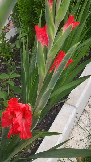 WP_20160807_15_18_26_Pro - Gladiole 2016