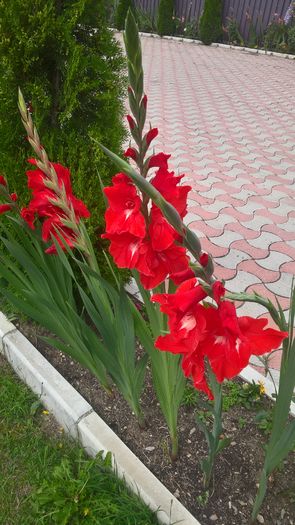 WP_20160807_15_17_56_Pro - Gladiole 2016