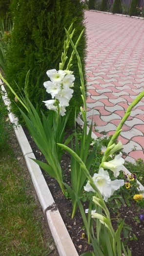 WP_20160807_15_18_05_Pro - Gladiole 2016