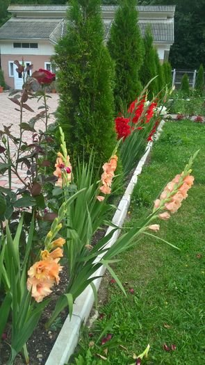 WP_20160807_15_17_46_Pro - Gladiole 2016