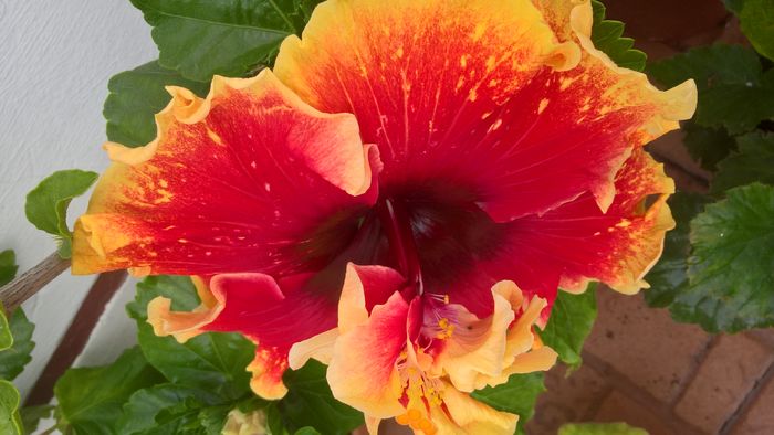 WP_20160807_15_13_06_Pro - Hibiscus Tahitian Spotted Sun