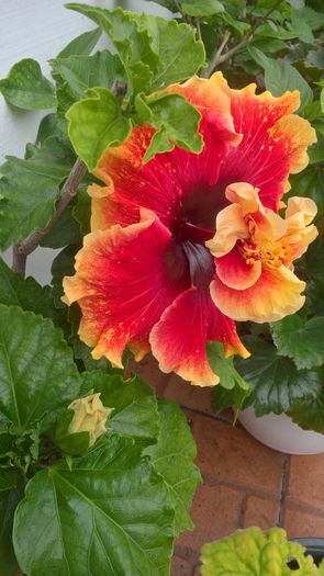 WP_20160807_15_17_19_Pro - Hibiscus Tahitian Spotted Sun