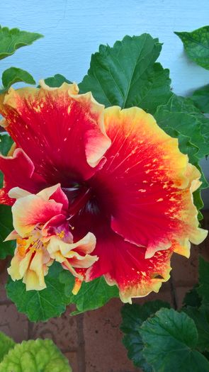 WP_20160807_16_21_05_Pro - Hibiscus Tahitian Spotted Sun