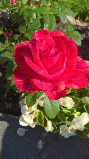WP_20160806_09_24_29_Pro