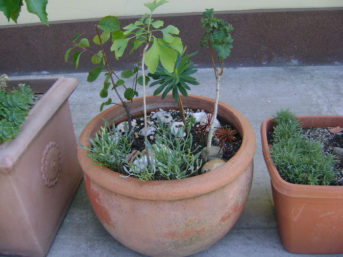Paducel (Crataegus monogyna) & Arbore de stafide (Amelanchier lamarckii) & Ginkgo biloba; Crataegus monogyna (Paducel)
Amelanchier lamarckii (Arbore de stafide)
Ginkgo biloba
Euphorbia amygdaloides
