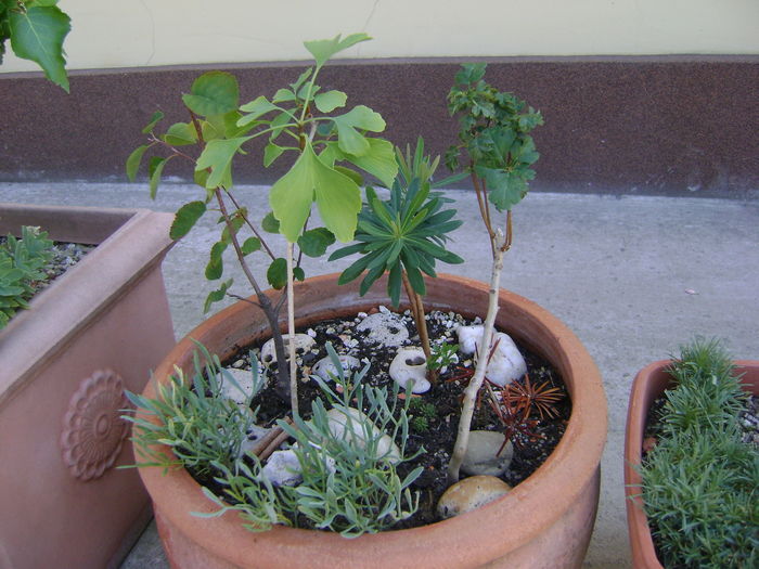Paducel & Arbore de stafide & Ginkgo biloba & Euphorbia amygdaloides