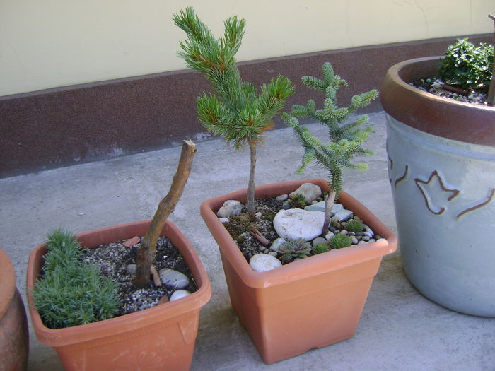Abies Pinsapo & Pinus Shizukagoten