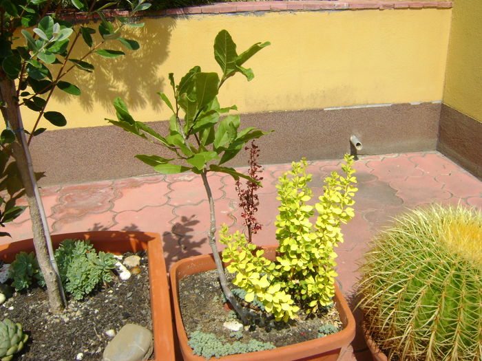 Magnolia stellata & Berberis auriu