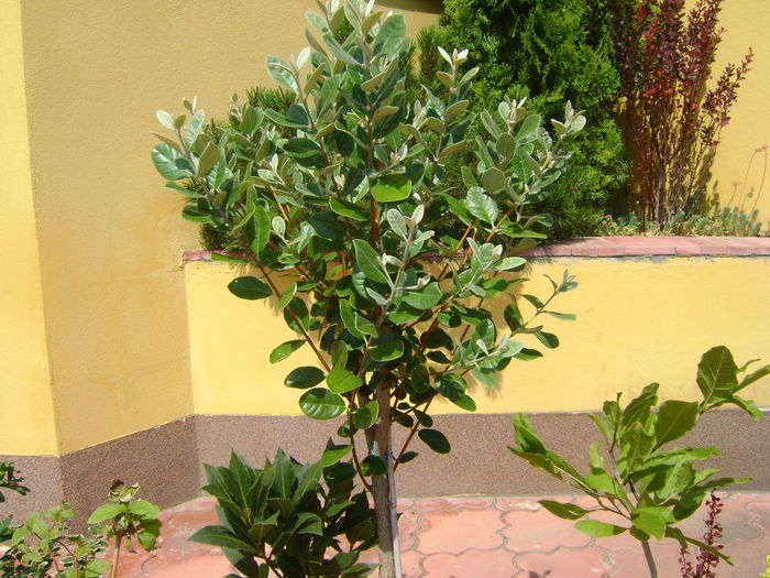 Feijoa & Dafin - Bonsai si prebonsai 2016-2017