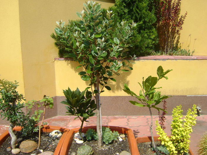 Feijoa & Dafin