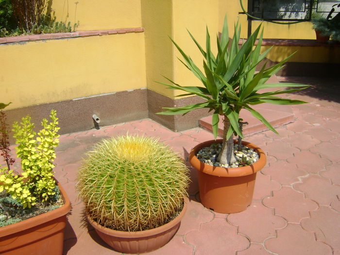 Yucca elephantipes & Echinocactus grusonii - Agave si Yucca 2016