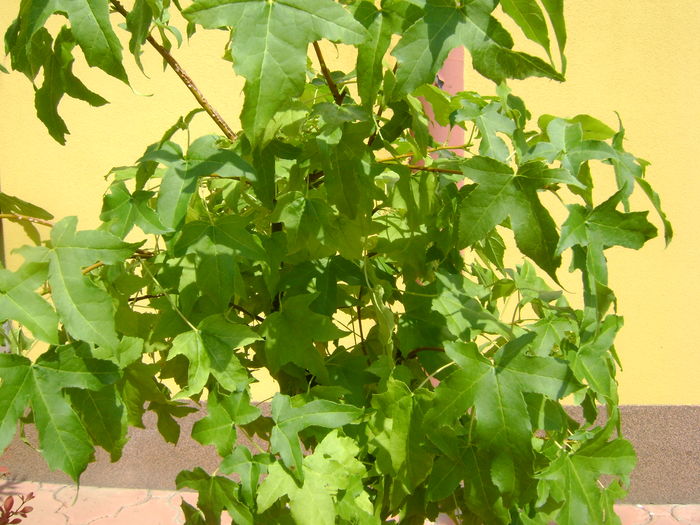 Liquidambar styraciflua, detalii - Bonsai si prebonsai 2016-2017