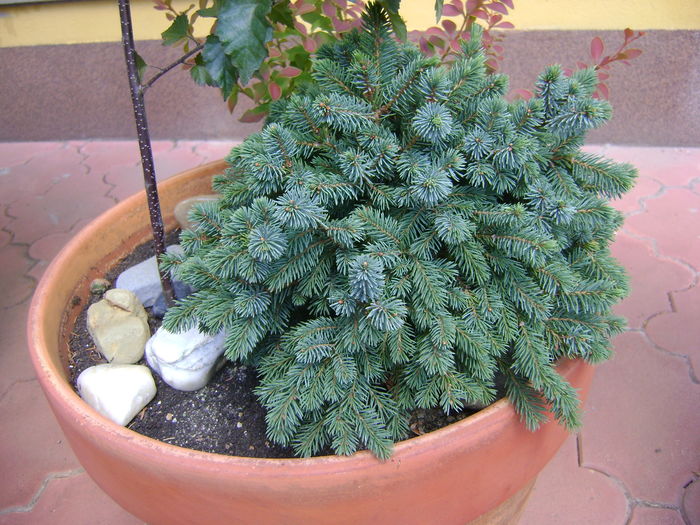 Picea abies "little gem" & Betula pendula purpurea (Mesteacan negru); Berberis thumbergii &quot;golden ring&quot;

