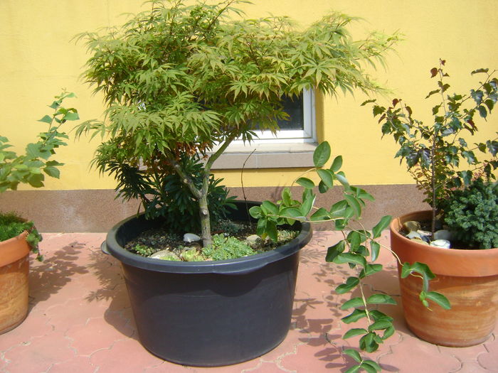 Artar japonez (Acer palmatum atropurpureum) - Bonsai si prebonsai 2016-2017