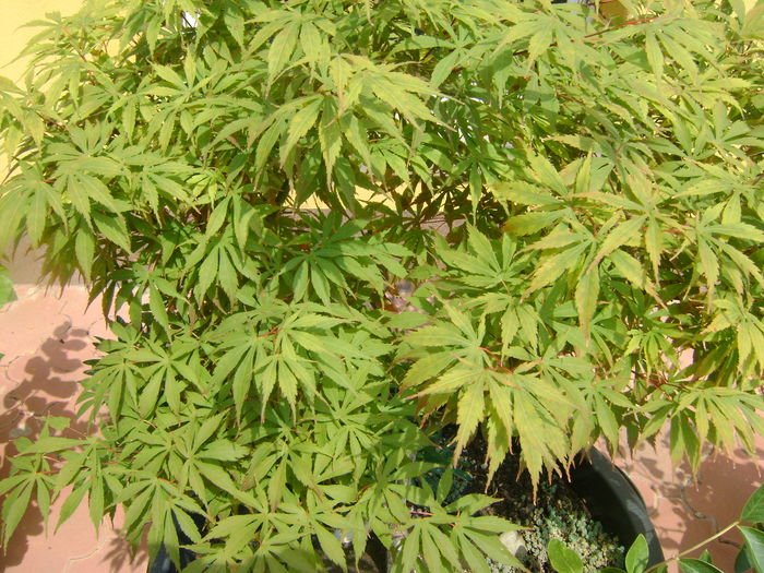 Artar japonez (Acer palmatum atropurpureum), detalii - Bonsai si prebonsai 2016-2017