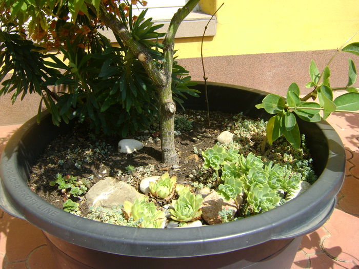 Artar japonez, detalii - Bonsai si prebonsai 2016-2017