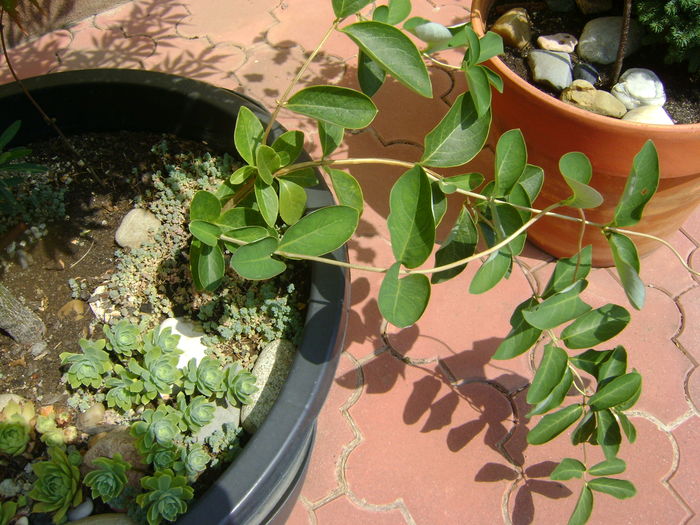 Artar japonez & Lonicera sempervirens ''Dropmore Scarlet''
