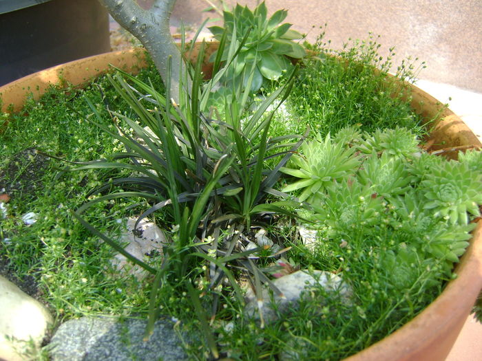 Barba sarpelui (Ophiopogon planiscapus ''Niger'')
