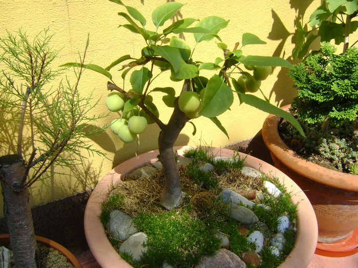 Mar decorativ (Malus x robusta ”Red Sentinel”)
