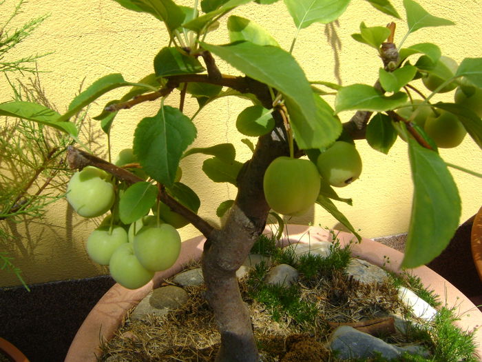 Mar decorativ, detalii