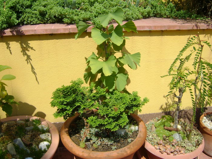 Ginkgo biloba & Chamaecyparis obtusa "nana gracilis"