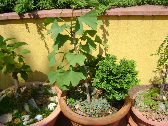 Ginkgo biloba & Chamaecyparis obtusa "nana gracilis"