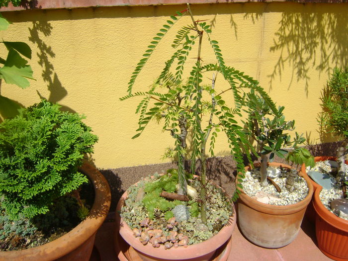 Pseudolarix amabilis & Gladita (Gleditsia triacanthos)