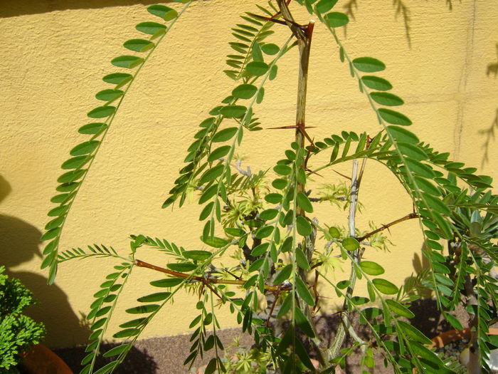Pseudolarix amabilis & Gladita (Gleditsia triacanthos)