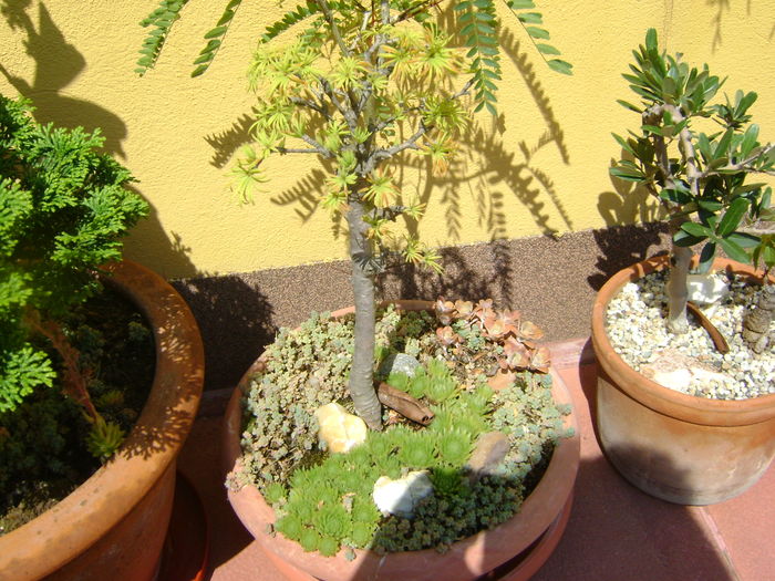 Pseudolarix & Gladita