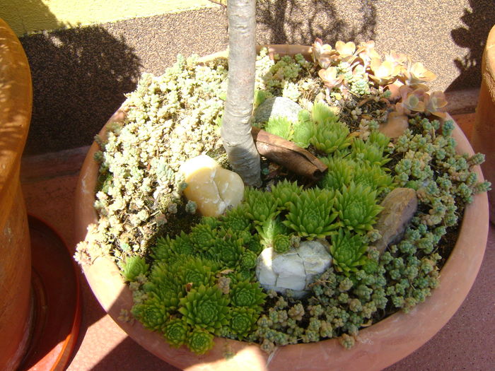 Pseudolarix & Gladita, detalii