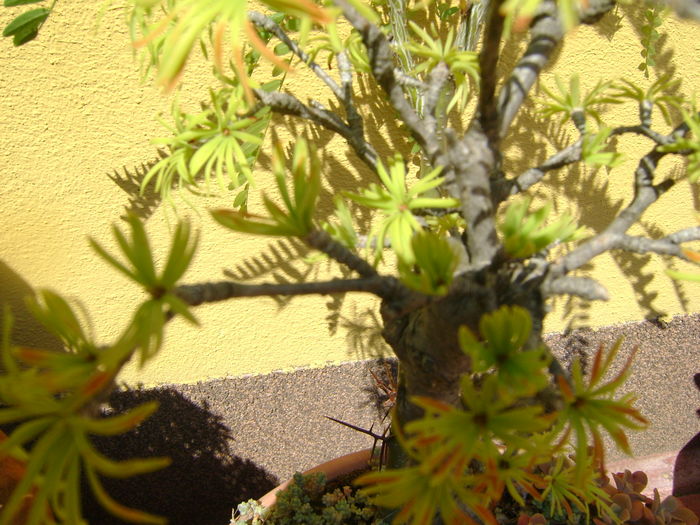 Pseudolarix amabilis, detalii - Bonsai si prebonsai 2016-2017