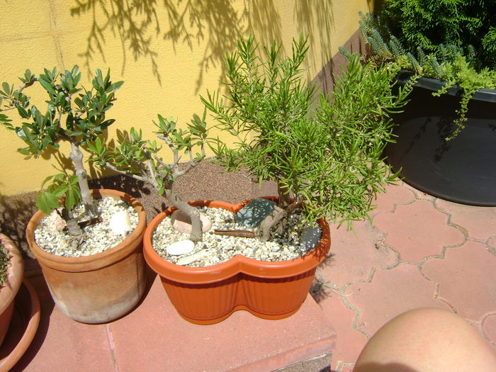 Maslin (Olea europaea) & Rozmarin (Rosmarinus officinalis)