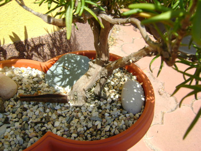 Rozmarin (Rosmarinus officinalis), detalii