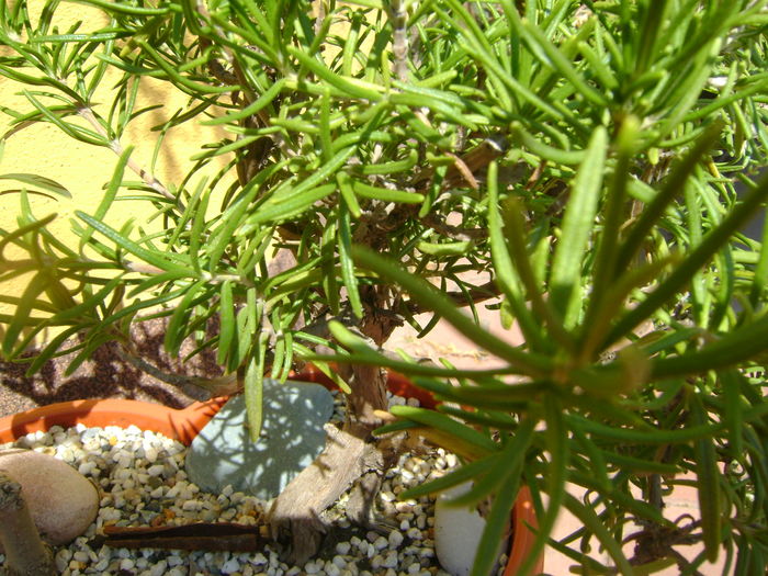 Rozmarin (Rosmarinus officinalis), detalii