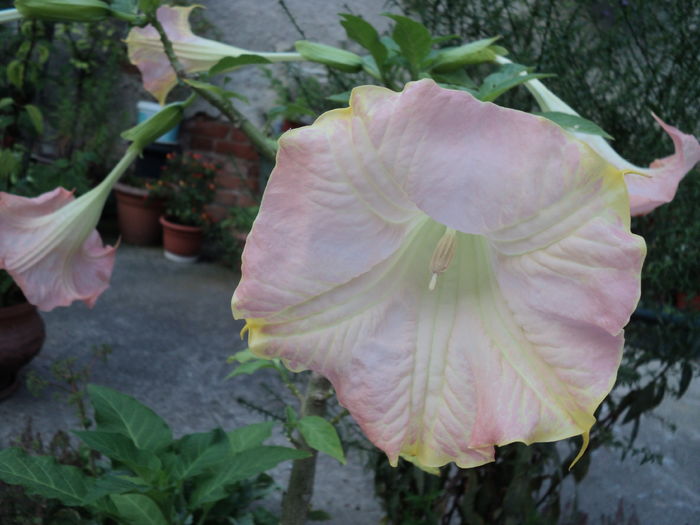 7 aug 2016 o alta fata... 7 aug 2016 o alta fata...