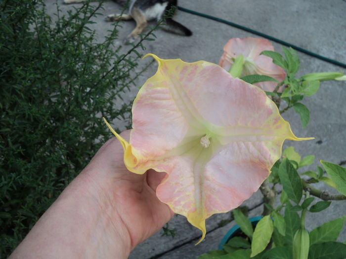 ...decat ... ...decat ...