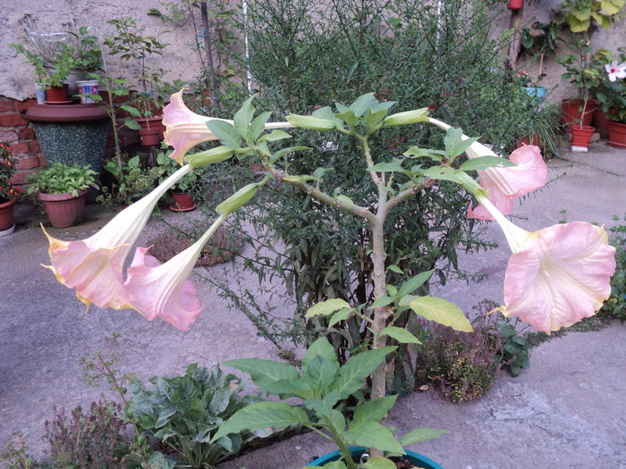 ...anul trecut. ...anul trecut.