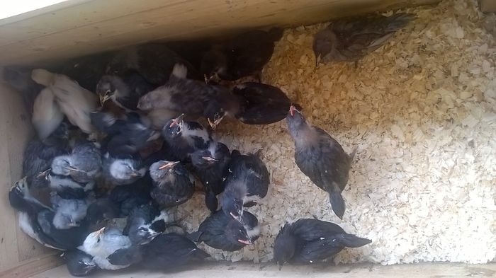 Austalorp; Negru,albastru,splash
