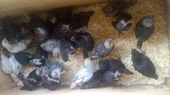 Australorp - Australorp 2016