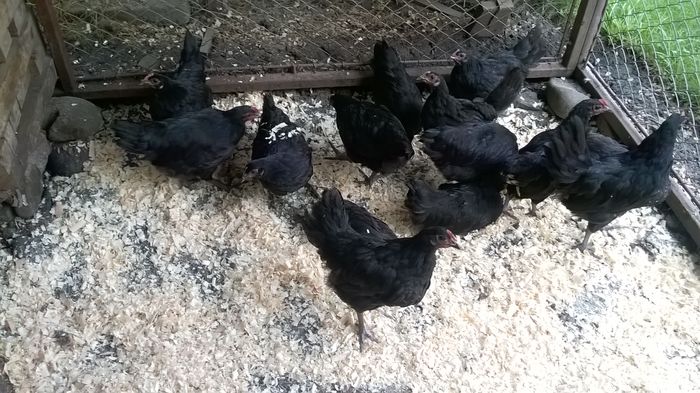 Australorp - Australorp 2016