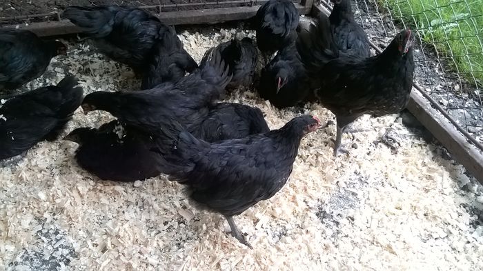 Australorp; Negru,albastru,splash
