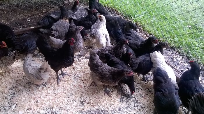 Australorp; Negru,albastru,splash
