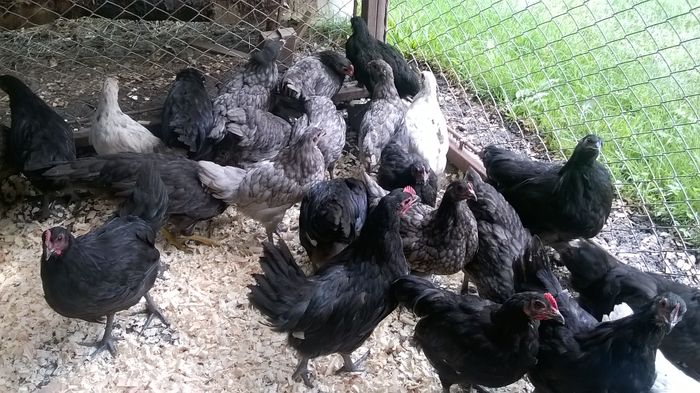 Australorp; Negru,albastru,splash
