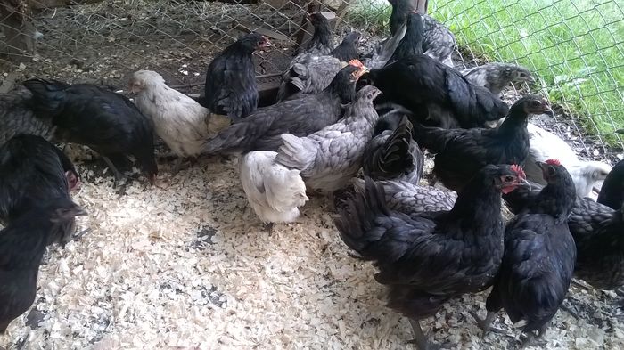 Australorp; Negru,albastru,splash
