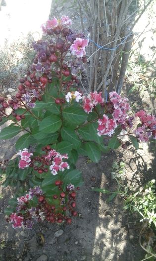 Berlingot Menthe - a Lagerstroemia indica-liliac indian