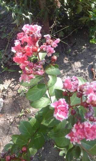 008 - a Lagerstroemia indica-liliac indian