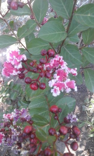 011 - a Lagerstroemia indica-liliac indian